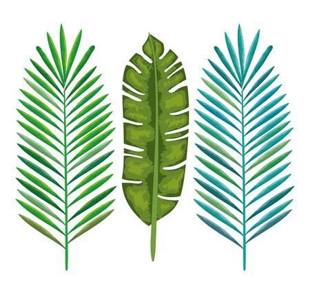 tropical and exotic palms leafs vector illustration designのイラスト素材