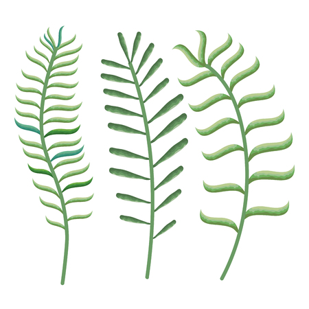 tropical and exotic palms leafs vector illustration designのイラスト素材