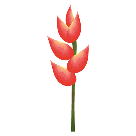 tropical and exotic heliconia vector illustration designのイラスト素材
