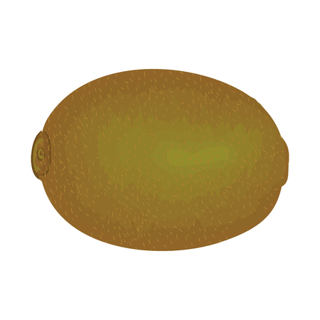 tropical and exotic kiwi fruit vector illustration designのイラスト素材
