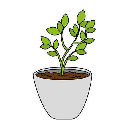 Beautiful bonsai houseplant in pot vector illustration designのイラスト素材