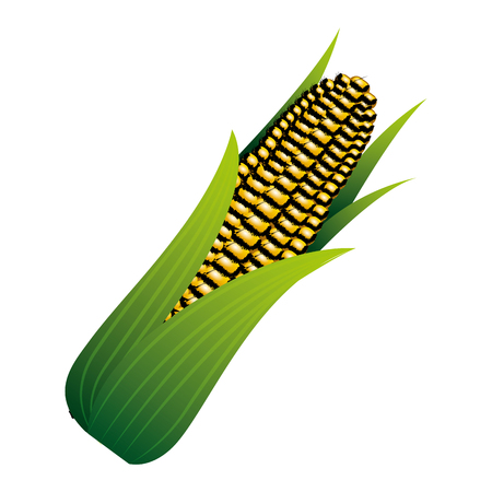 corn on the cob sweet with leaves vector illustrationのイラスト素材