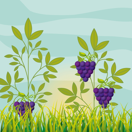 agriculture vineyard with ripe grapes vector illustrationのイラスト素材