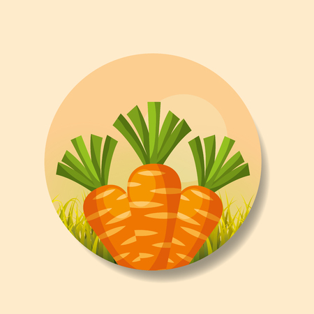 plantation vegetable harvesting carrot image vector illustrationのイラスト素材