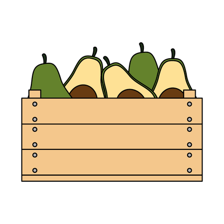 fresh avocados in wooden box vegetarian food vector illustration designのイラスト素材