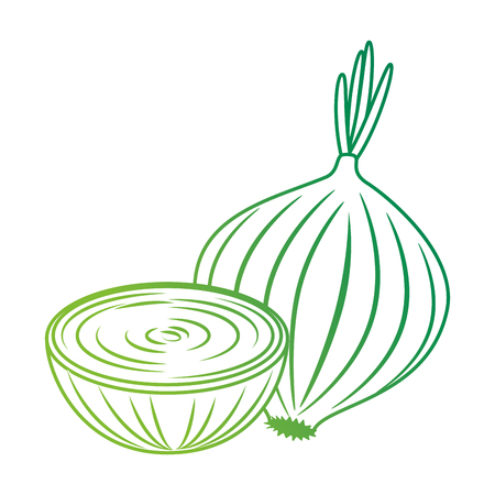 fresh onion vegetarian food vector illustration designのイラスト素材