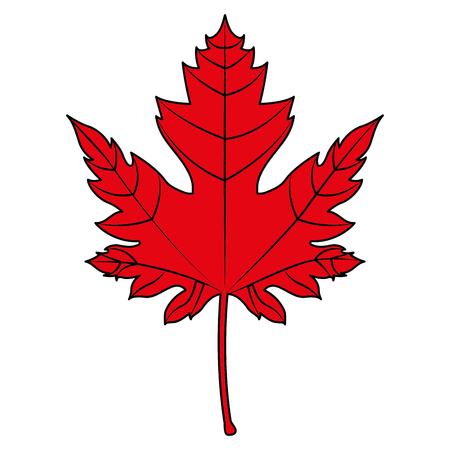 red maple leaf canadian symbol vector illustrationのイラスト素材