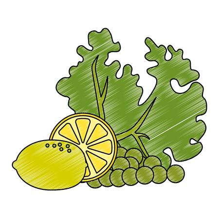 fresh lettuce with lemon and grapes healthy food vector illustration designのイラスト素材