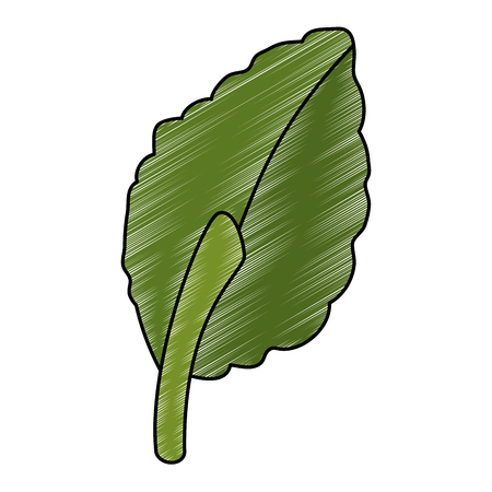 leaf plant isolated icon vector illustration designのイラスト素材