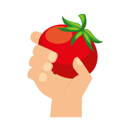hand holding fresh tomato vegetable vector illustrationのイラスト素材