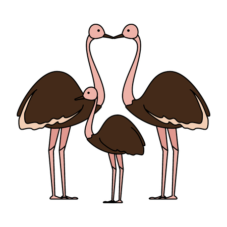 wild ostrich family birds vector illustration designのイラスト素材