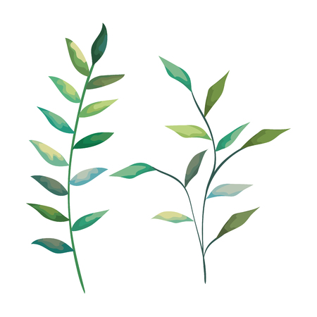 set nature branches with leaves plants vector illustrationのイラスト素材