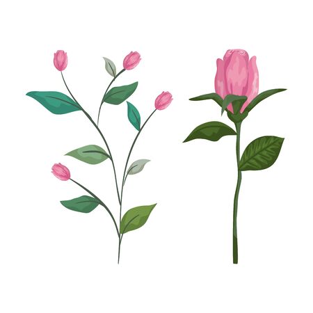 set roses plants with exotic branches leaves vector illustrationのイラスト素材