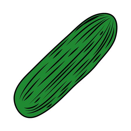cucumber fresh vegetable healthy icon vector illustration designのイラスト素材