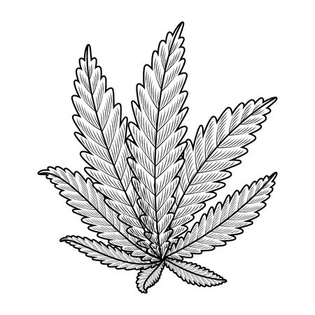 cannabis plant leafs nature icon vector illustration designのイラスト素材