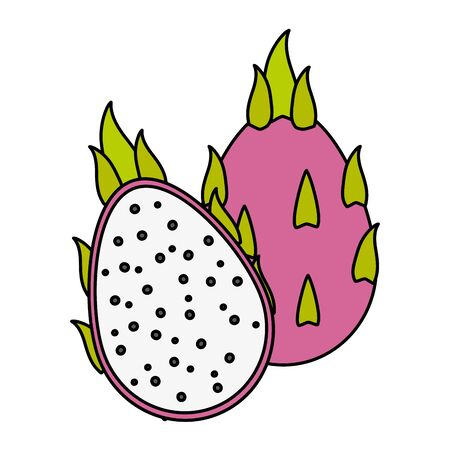 dragon fruit tropical fruits on wooden table vector illustrationのイラスト素材