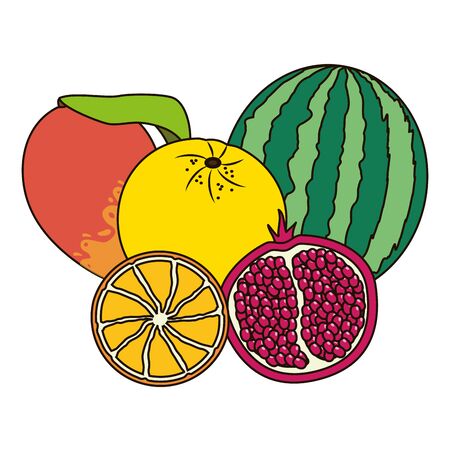 watermelon grapefruit orange and mango tropical  vector illustrationのイラスト素材