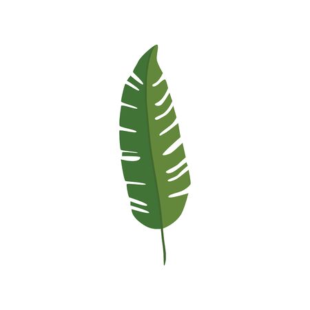 leaf nature tropical isolated icon vector illustration designのイラスト素材
