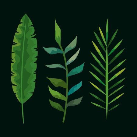 set of tropical leafs plants vector illustration designのイラスト素材