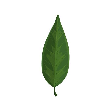 leaf nature tropical isolated icon vector illustration designのイラスト素材