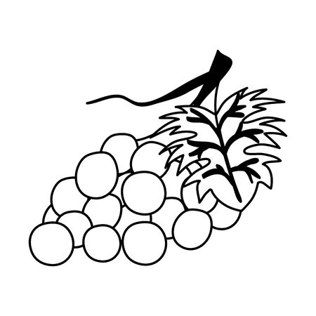 fresh grapes fruits nature icon vector illustration designの写真素材
