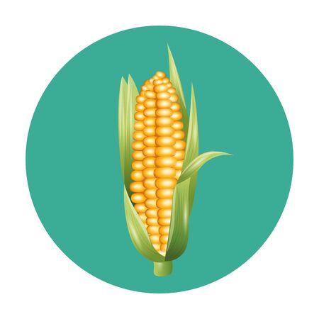 corn design, Vegetable organic food healthy fresh natural and market theme Vector illustrationのイラスト素材