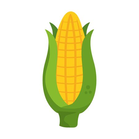 fresh delicious corn on white background vector illustration designのイラスト素材