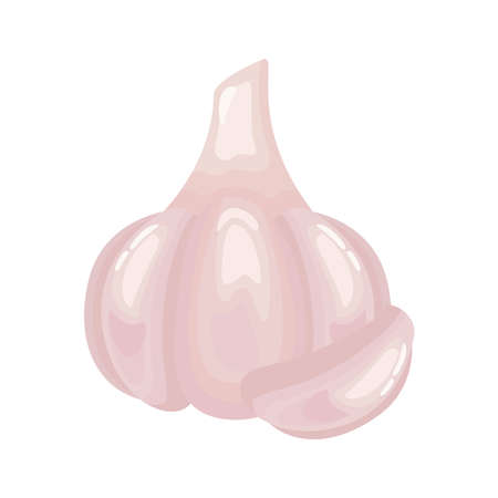 garlic healthy vegetable detailed style icon vector illustration designのイラスト素材
