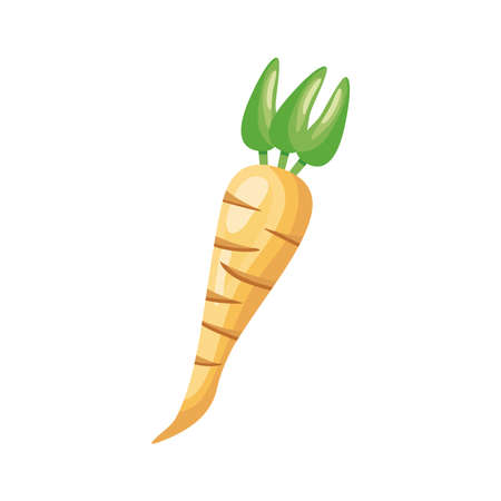 parsnips healthy vegetable detailed style icon vector illustration designのイラスト素材