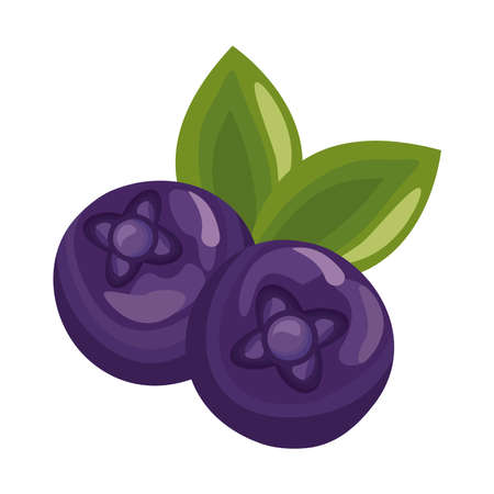 blueberry fresh delicious fruit detailed style icon vector illustration designのイラスト素材