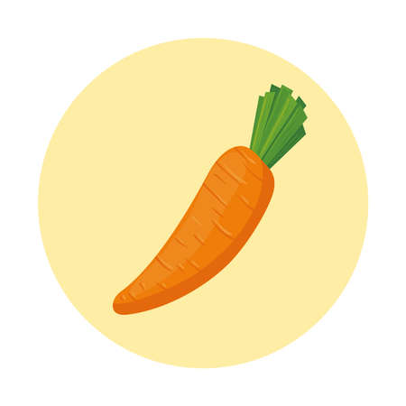 fresh carrot vegetable on round frame vector illustration designのイラスト素材