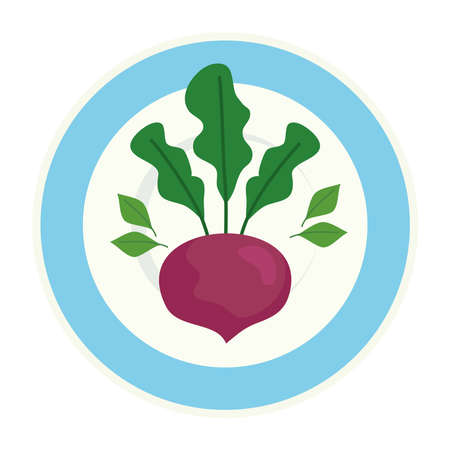 radish fresh vegetable on dish, in white background vector illustration designのイラスト素材