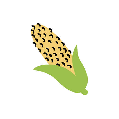 fresh corn vegetable healthy isolated icon vector illustration designのイラスト素材
