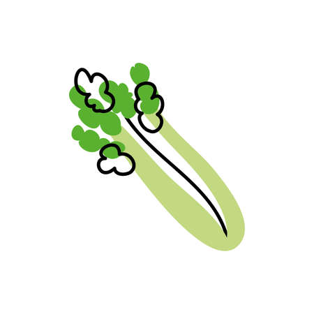 fresh celery vegetable healthy isolated icon vector illustration designのイラスト素材