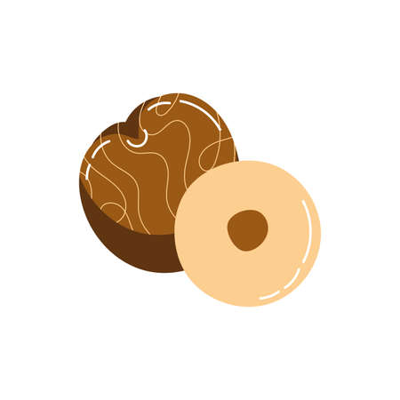 chico exotic fruit flat style vector illustration designのイラスト素材