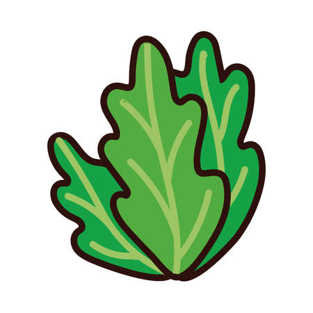 lettuce fresh line and fill style vector illustration designのイラスト素材