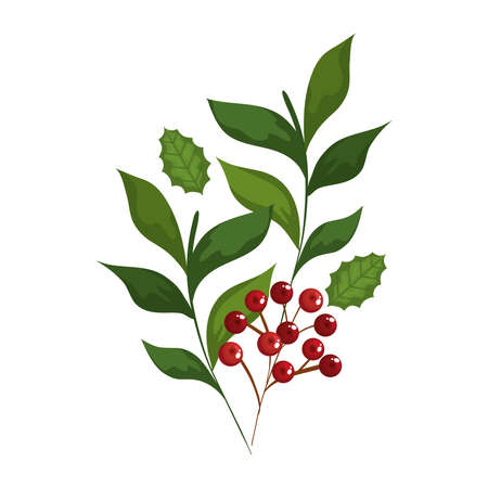 merry christmas berries with leaves design, winter season and decoration theme Vector illustrationのイラスト素材