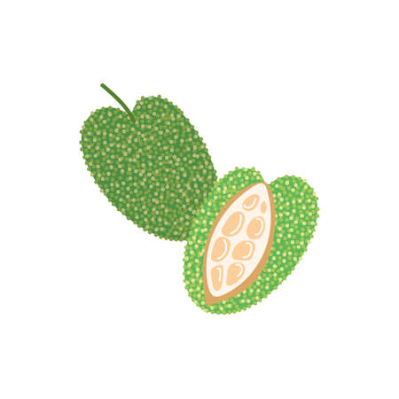lychee exotic fruit flat style vector illustration designのイラスト素材