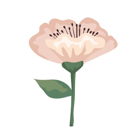 flower white with leaves painting design, natural floral nature plant ornament garden decoration and botany theme Vector illustrationのイラスト素材