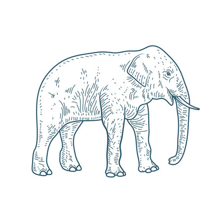 elephant realistic character drawn style icon vector illustration designのイラスト素材