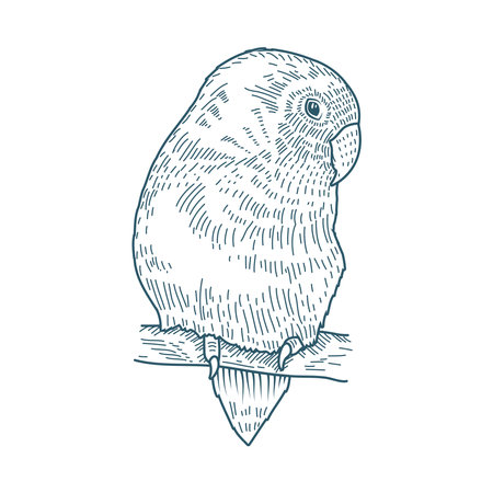 bird realistic character drawn style icon vector illustration designのイラスト素材