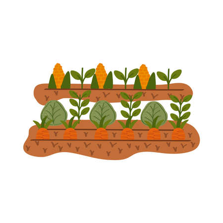 carrots cultive organic scene icons vector illustration designのイラスト素材