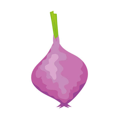 onion fresh vegetable healthy foodのイラスト素材