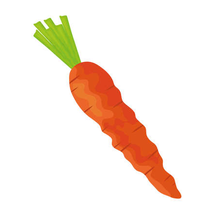 carrot fresh vegetable healthy foodのイラスト素材