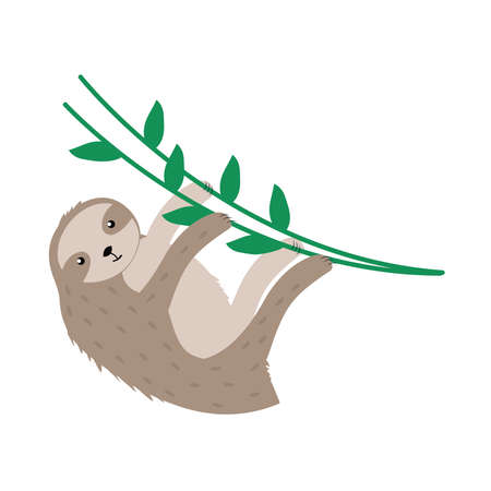 sloth hanging branch exotic animalのイラスト素材