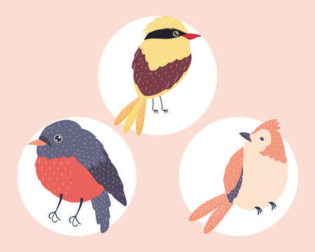 three birds species set animalsのイラスト素材