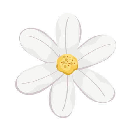 white five petal flowerのイラスト素材