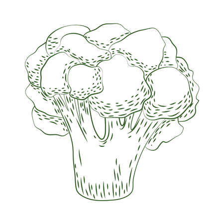 fresh broccoli vegetable sketch iconのイラスト素材