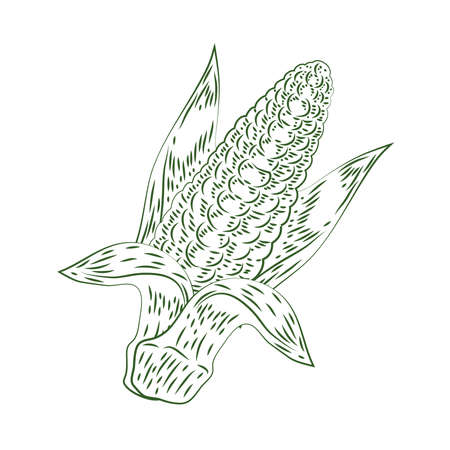 corn cob sketch style iconのイラスト素材