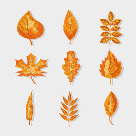nine autumn leafsのイラスト素材